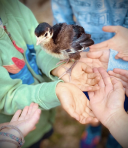 oiseau en nature